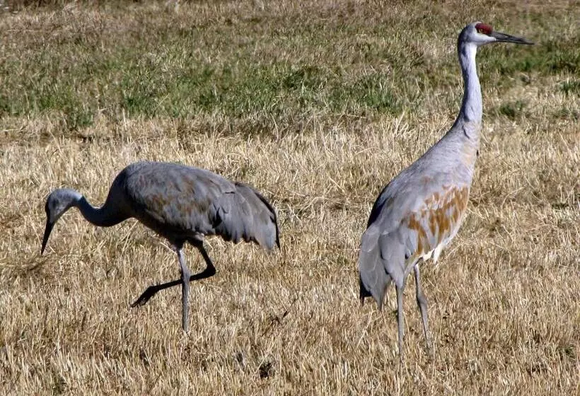 Отель Candlewood Suites Craig Northwest, An Ihg