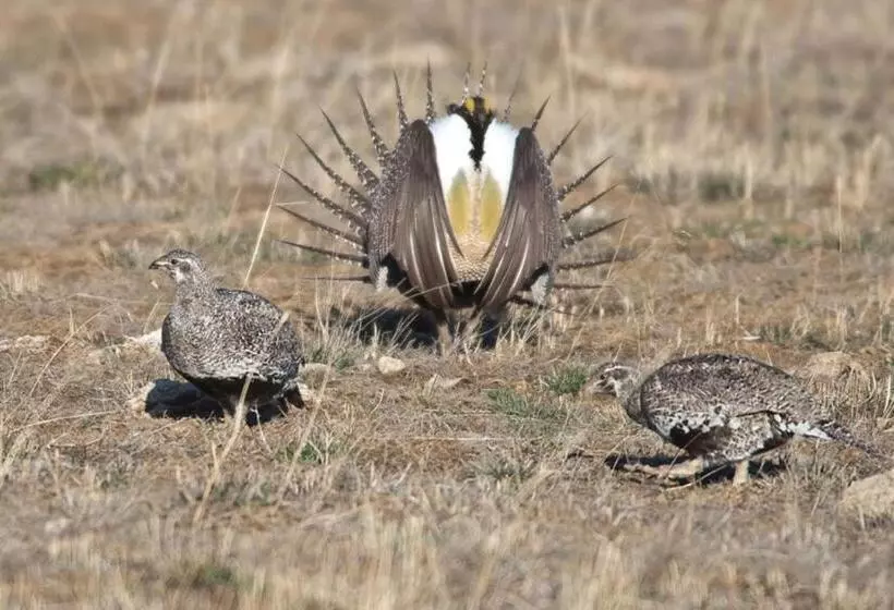 Отель Candlewood Suites Craig Northwest, An Ihg