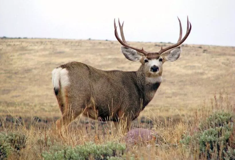 Отель Candlewood Suites Craig Northwest, An Ihg