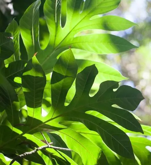 호텔 Le Domaine De L Orangeraie Resort And Spa