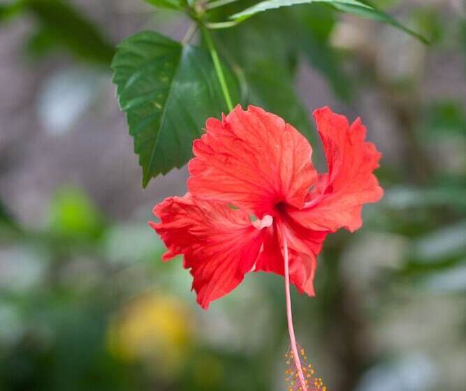 호텔 Le Domaine De L Orangeraie Resort And Spa