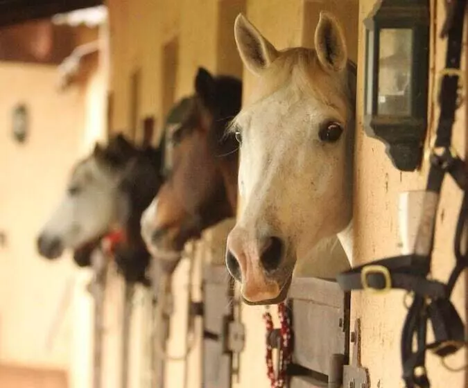 ホテル Pakamisa Private Game Reserve