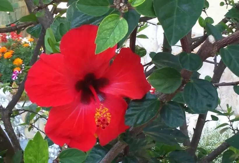 هتل Irene Apartments