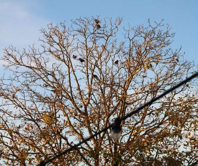 Aamiaismajoitus (B&B) Herenhuis1919