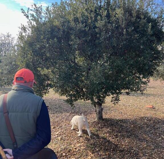 פנסיון Domaine Truffier Du Grand Merlhiot