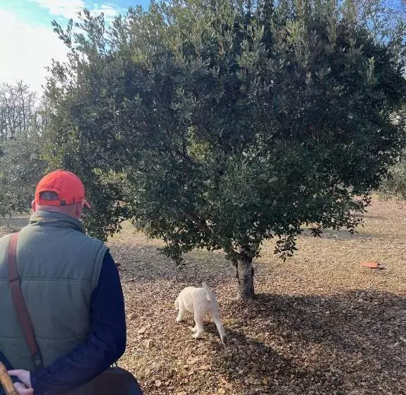 Majatalo Domaine Truffier Du Grand Merlhiot