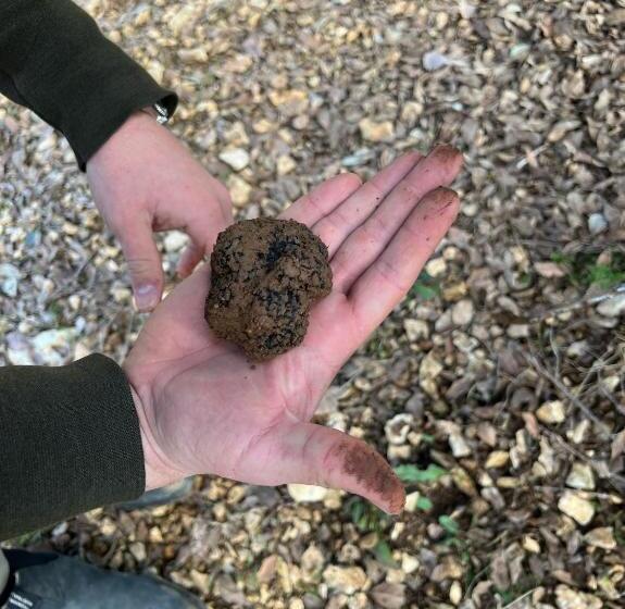 פנסיון Domaine Truffier Du Grand Merlhiot