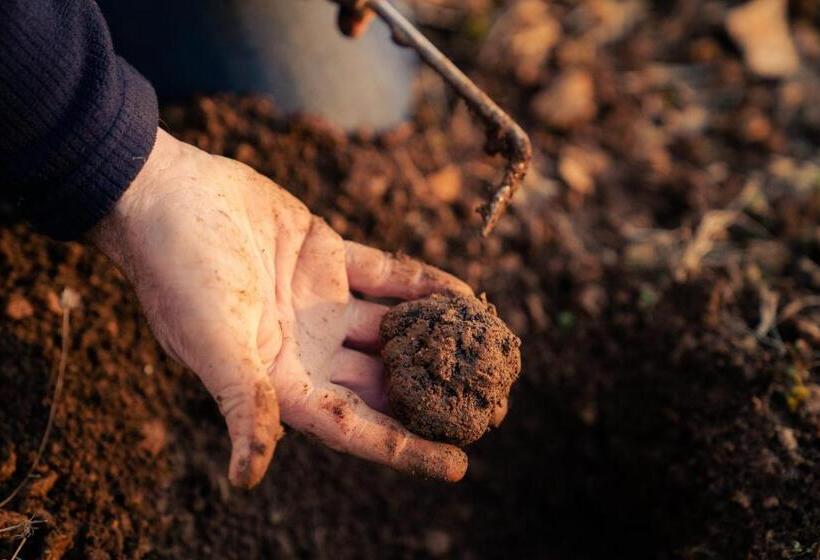 פנסיון Domaine Truffier Du Grand Merlhiot