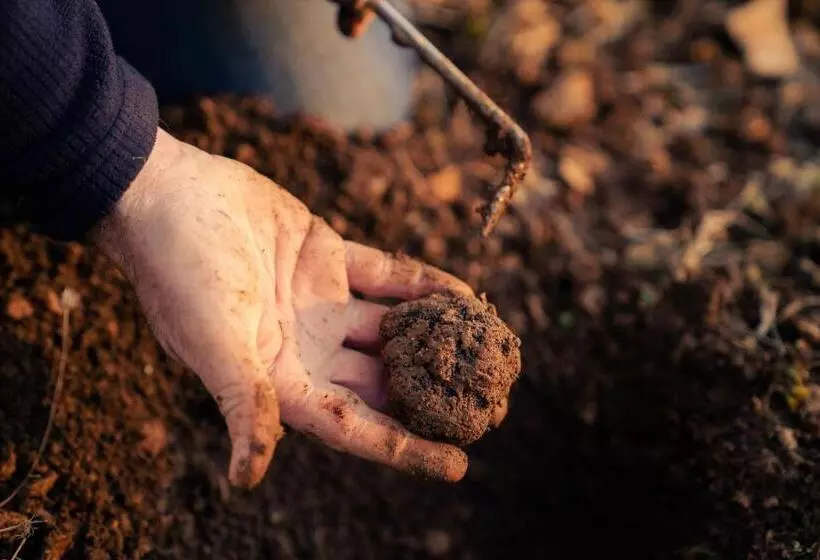 Majatalo Domaine Truffier Du Grand Merlhiot
