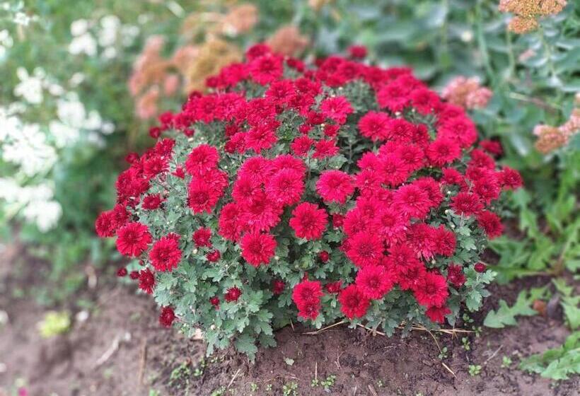 هاستل Talants Guest House