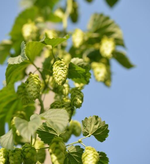 Hotel Brauereigasthof Zum Lamm