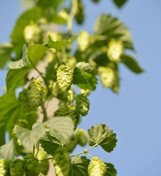 Hotelli Brauereigasthof Zum Lamm