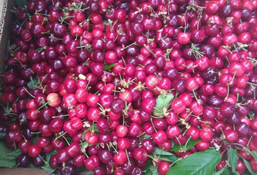 فندق Villa Giulia