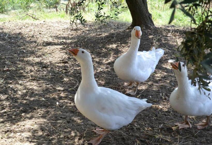 בית מלון כפרי All Ombra Degli Ulivi B&b