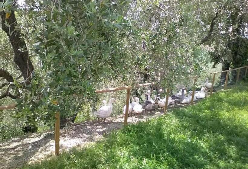 בית מלון כפרי All Ombra Degli Ulivi B&b