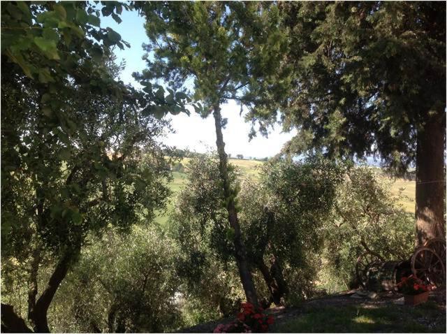 בית מלון כפרי All Ombra Degli Ulivi B&b
