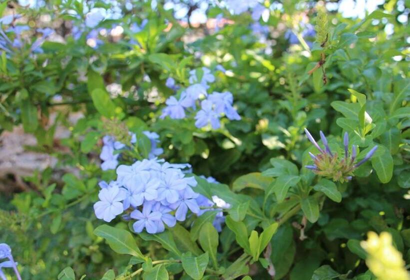 B&b Sogni D Oro Milena