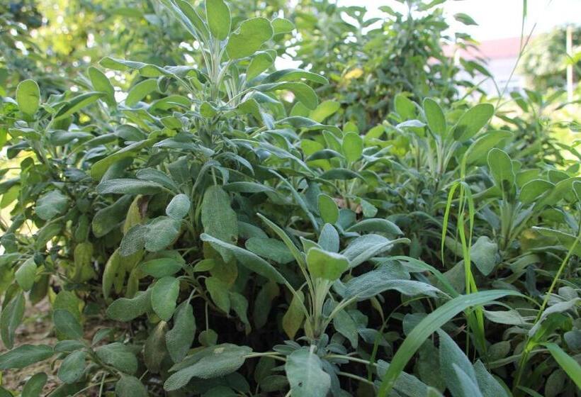 B&b Sogni D Oro Milena