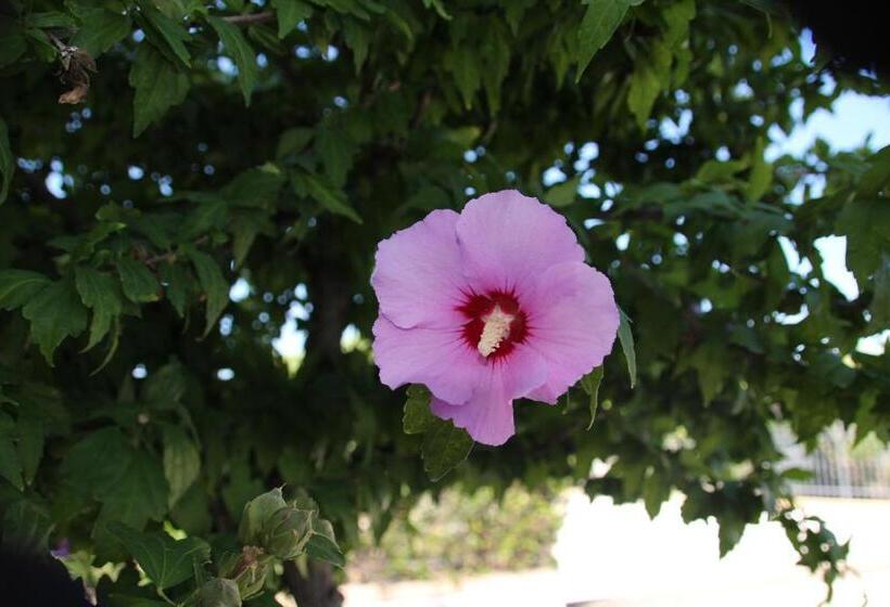 B&b Sogni D Oro Milena