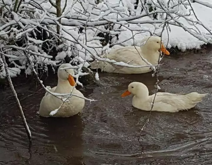 Aamiaismajoitus (B&B) Auverg Nature Chambre Auvergnate