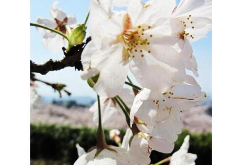 Tottori City Hotel / Vacation Stay 81357