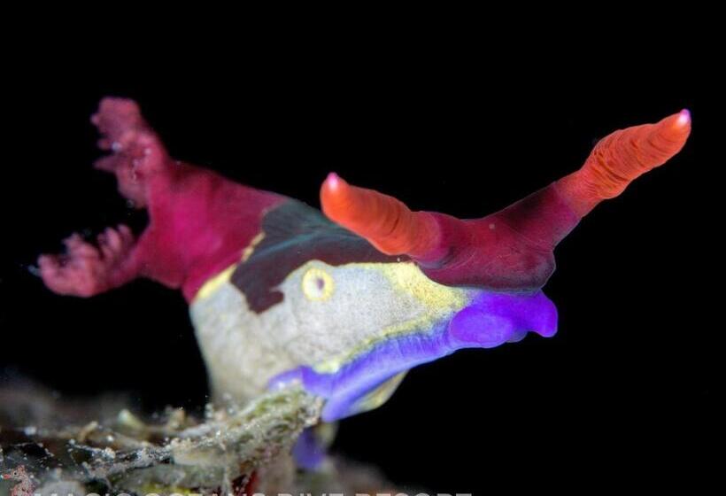 Magic Oceans Dive Resort