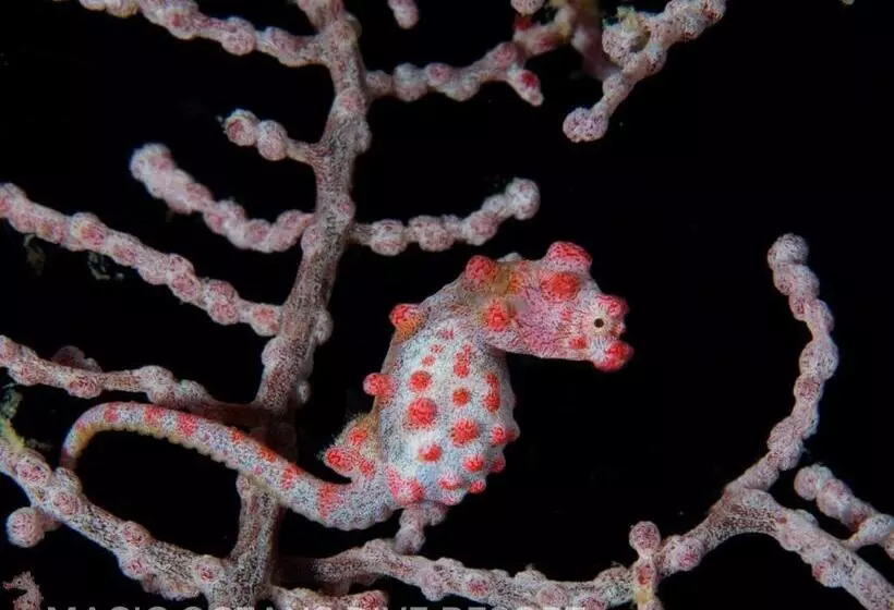 Magic Oceans Dive Resort