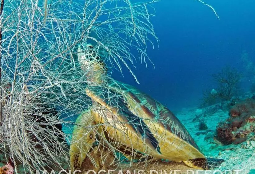 Magic Oceans Dive Resort