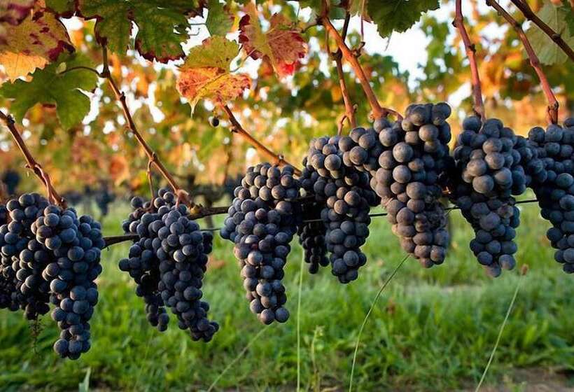 בית מלון כפרי Le Montagnard – Auberge/hôtel & Chalets