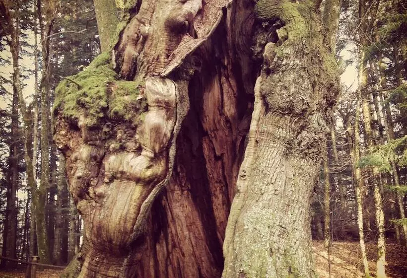 ホテル Locanda Dei Baroni   Antica Dimora