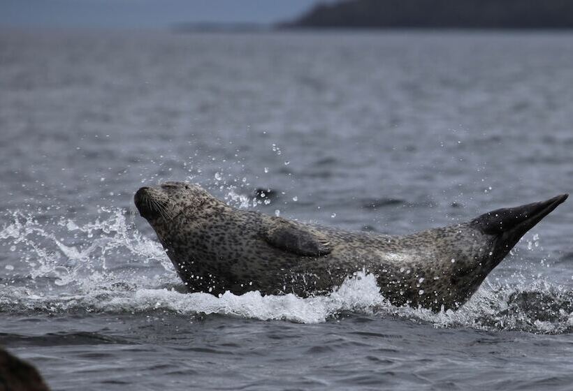 فندق The Douglas