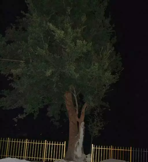تختخواب و صبحانه White King
