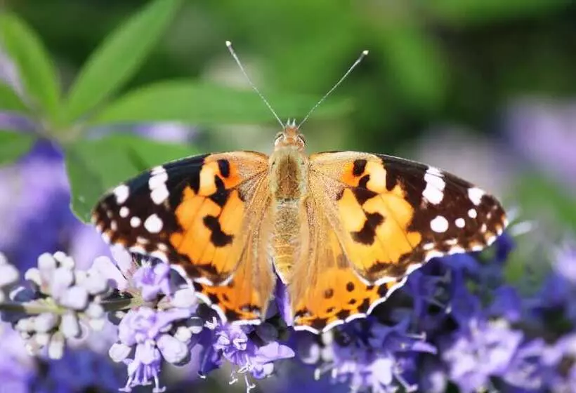 Отель Assos Terrace