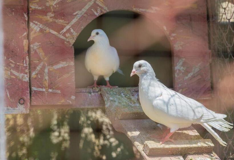 فندق Assos Terrace