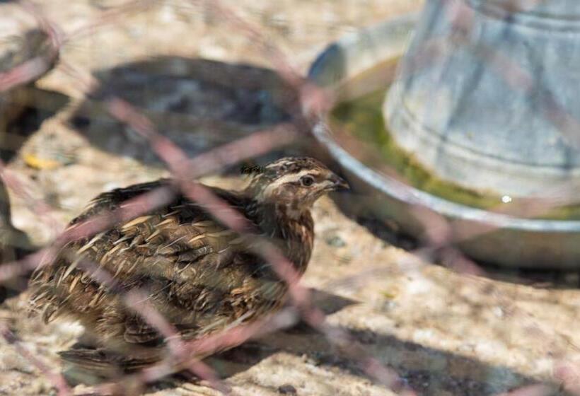 فندق Assos Terrace