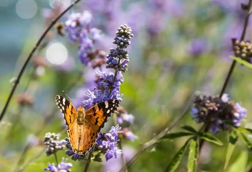 Отель Assos Terrace