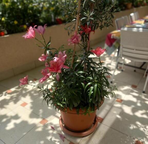 پانسیون Apartments Gazi