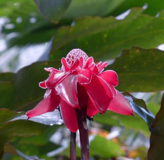 پانسیون Pachamama Jungle River Lodge Punta Uva