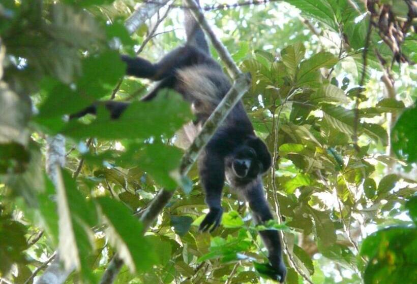 پانسیون Pachamama Jungle River Lodge Punta Uva