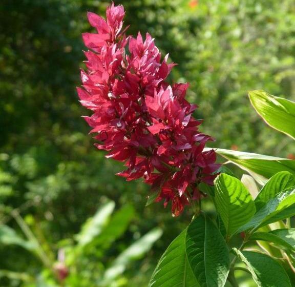 پانسیون Pachamama Jungle River Lodge Punta Uva