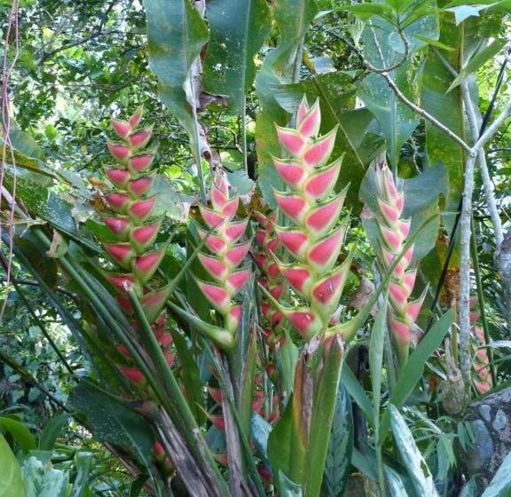 پانسیون Pachamama Jungle River Lodge Punta Uva