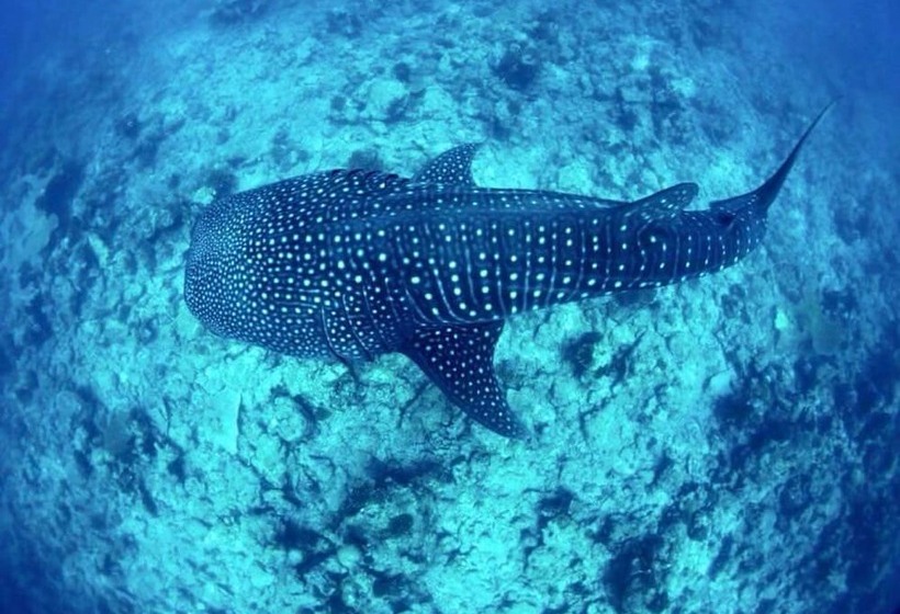 پانسیون Mala Maldives Dhangethi