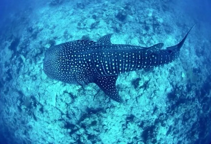 پانسیون Mala Maldives Dhangethi