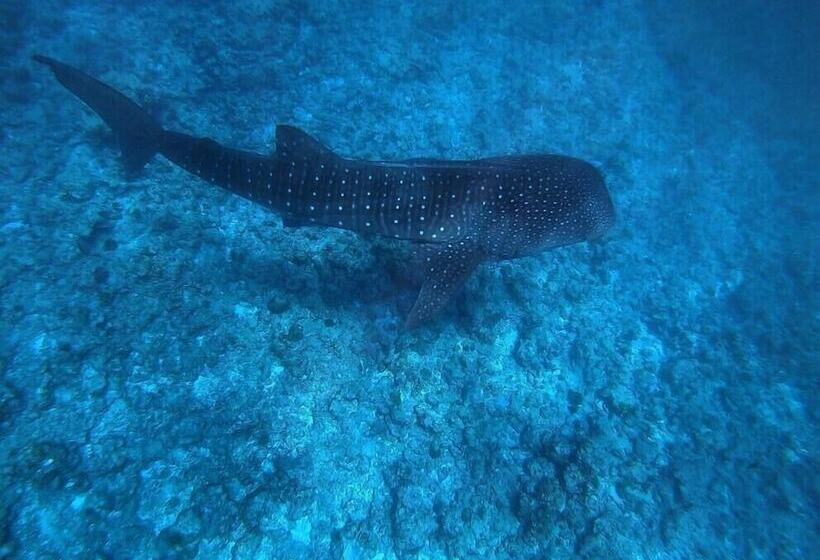 پانسیون Mala Maldives Dhangethi