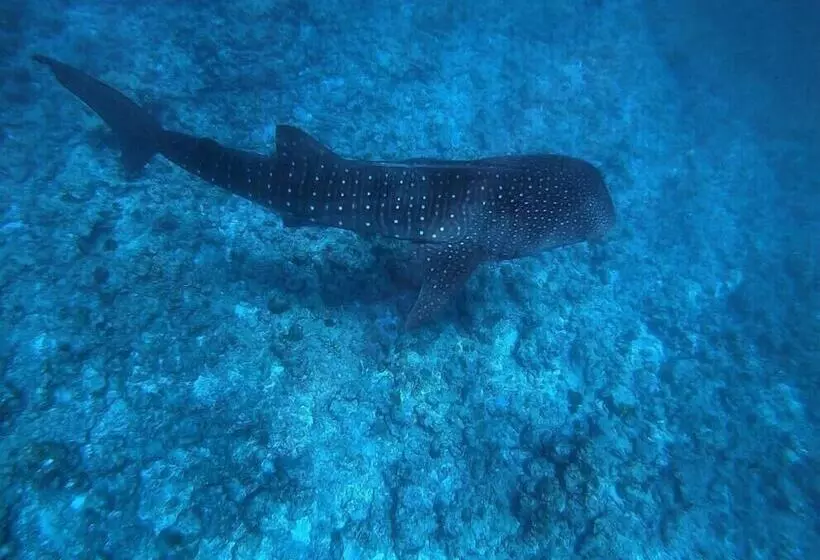 پانسیون Mala Maldives Dhangethi