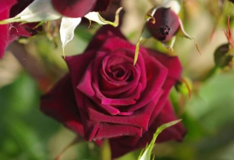 酒店 Agriturismo Ardene