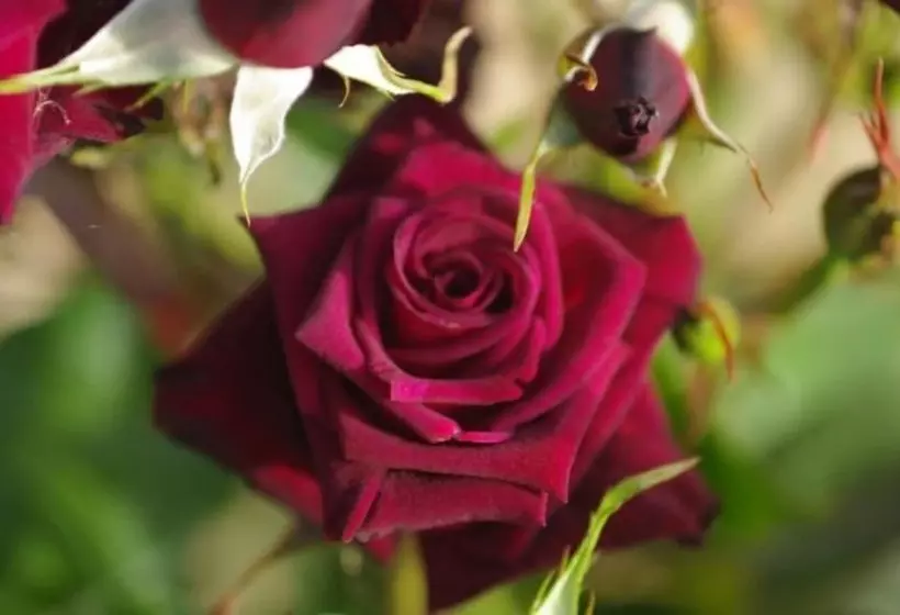 فندق Agriturismo Ardene