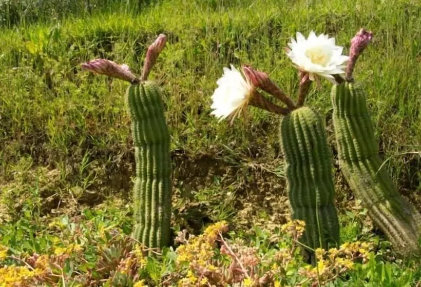 فندق Agriturismo Ardene