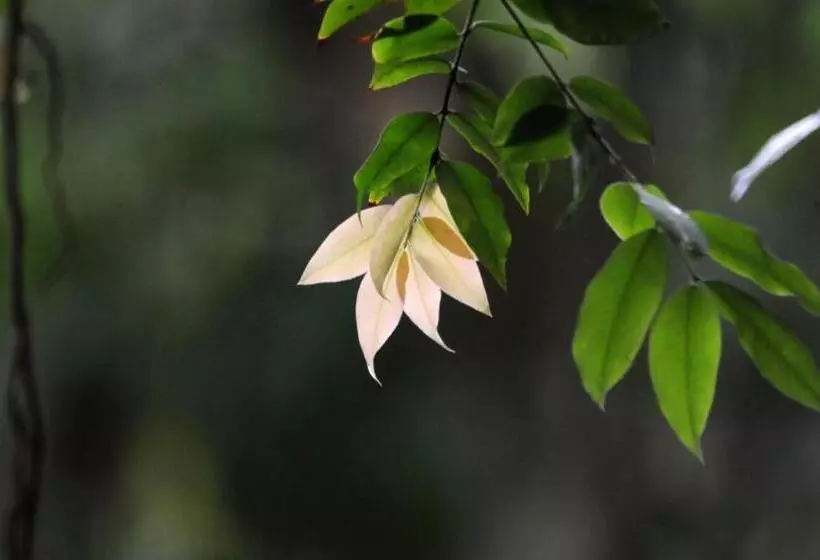 Отель Pousada Magia Verde