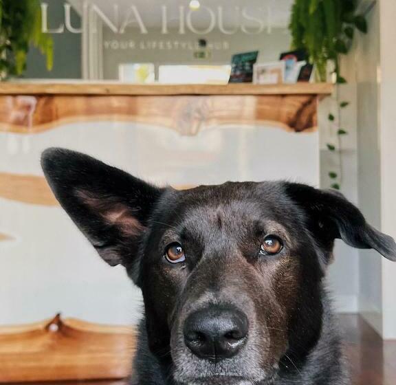 تختخواب و صبحانه Luna House & Cowork